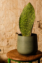 Load image into Gallery viewer, Sansevieria Masoniana Victoria