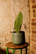 Load image into Gallery viewer, Sansevieria Masoniana Victoria