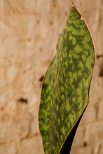 Load image into Gallery viewer, Sansevieria Masoniana Victoria