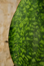 Load image into Gallery viewer, Sansevieria Masoniana Victoria
