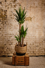 Load image into Gallery viewer, Yucca Elephantipes (Local Delivery or Click & Collect Only)