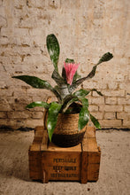 Load image into Gallery viewer, Aechmea fasciata 'Primera'
