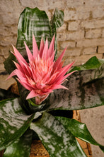Load image into Gallery viewer, Aechmea fasciata 'Primera'