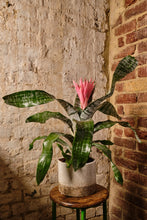 Load image into Gallery viewer, Aechmea fasciata 'Primera'