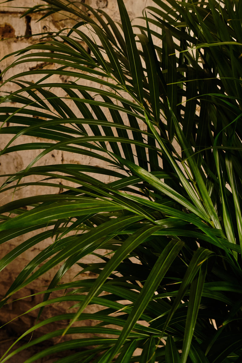 areca palm native london Areca Palm (Local Delivery or Click & Collect Only) – Forest
