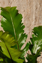 Load image into Gallery viewer, Asplenium Nidus 'Campio'
