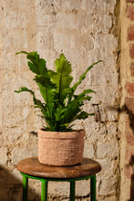 Load image into Gallery viewer, Asplenium Nidus 'Campio'