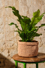 Load image into Gallery viewer, Asplenium Nidus 'Campio'