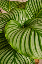Load image into Gallery viewer, Calathea Orbifolia