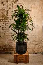 Load image into Gallery viewer, Dracaena Fragrans (Local Delivery or Click &amp; Collect Only)
