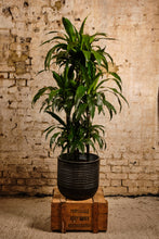 Load image into Gallery viewer, Dracaena Fragrans (Local Delivery or Click & Collect Only)
