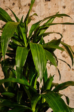 Load image into Gallery viewer, Dracaena Fragrans (Local Delivery or Click &amp; Collect Only)
