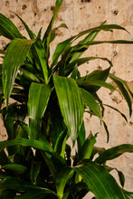Load image into Gallery viewer, Dracaena Fragrans (Local Delivery or Click & Collect Only)