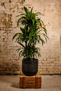 Dracaena Fragrans (Local Delivery or Click & Collect Only)