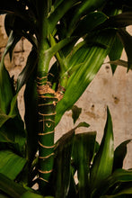 Load image into Gallery viewer, Dracaena Fragrans (Local Delivery or Click & Collect Only)