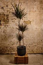 Load image into Gallery viewer, Dracaena Marginata (Local Delivery or Click & Collect Only)