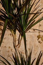 Load image into Gallery viewer, Dracaena Marginata (Local Delivery or Click & Collect Only)