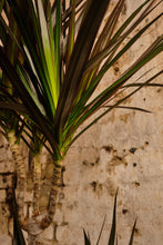 Load image into Gallery viewer, Dracaena Marginata (Local Delivery or Click & Collect Only)