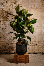 Load image into Gallery viewer, Ficus Elastica 'Robusta' (Local Delivery or Click & Collect Only)