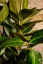 Load image into Gallery viewer, Ficus Elastica 'Robusta' (Local Delivery or Click & Collect Only)