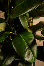 Load image into Gallery viewer, Ficus Elastica &#39;Robusta&#39; (Local Delivery or Click &amp; Collect Only)
