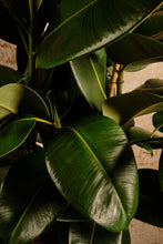 Load image into Gallery viewer, Ficus Elastica 'Robusta' (Local Delivery or Click & Collect Only)