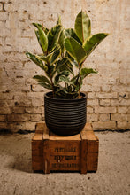 Load image into Gallery viewer, Ficus Elastica 'Tineke'
