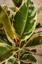 Load image into Gallery viewer, Ficus Elastica 'Tineke'