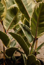 Load image into Gallery viewer, Ficus Elastica 'Tineke'