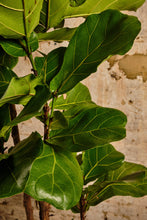 Load image into Gallery viewer, Ficus Lyrata Tree (Local Delivery or Click & Collect Only)