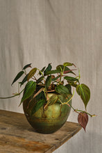 Load image into Gallery viewer, Philodendron Micans