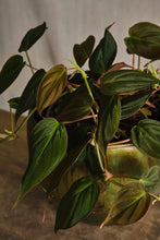 Load image into Gallery viewer, Philodendron Micans