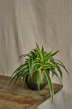 Load image into Gallery viewer, Chlorophytum Ocean