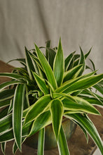 Load image into Gallery viewer, Chlorophytum Ocean