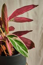 Load image into Gallery viewer, Stromanthe Sanguinea 'Triostar'