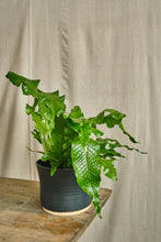 Load image into Gallery viewer, Microsorum Musifolium 'Crocodyllus'