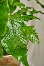 Load image into Gallery viewer, Microsorum Musifolium 'Crocodyllus'