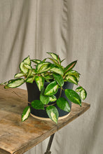 Load image into Gallery viewer, Hoya Carnosa