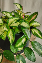 Load image into Gallery viewer, Hoya Carnosa