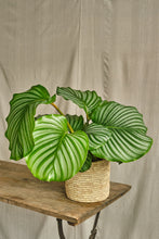 Load image into Gallery viewer, Calathea Orbifolia