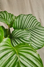 Load image into Gallery viewer, Calathea Orbifolia