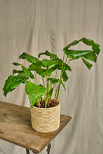 Load image into Gallery viewer, Calathea Network