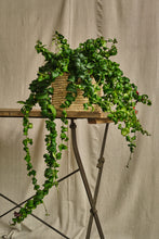 Load image into Gallery viewer, Aeschynanthus Radicans