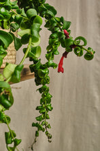 Load image into Gallery viewer, Aeschynanthus Radicans