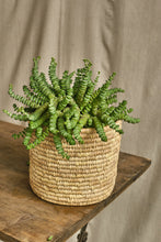Load image into Gallery viewer, Crassula Marnieriana