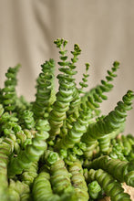 Load image into Gallery viewer, Crassula Marnieriana