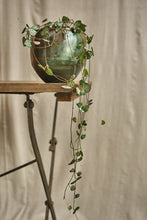 Load image into Gallery viewer, Ceropegia Woodii