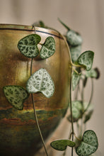 Load image into Gallery viewer, Ceropegia Woodii