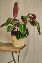 Load image into Gallery viewer, Calathea Warscewiczii
