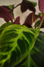 Load image into Gallery viewer, Calathea Warscewiczii